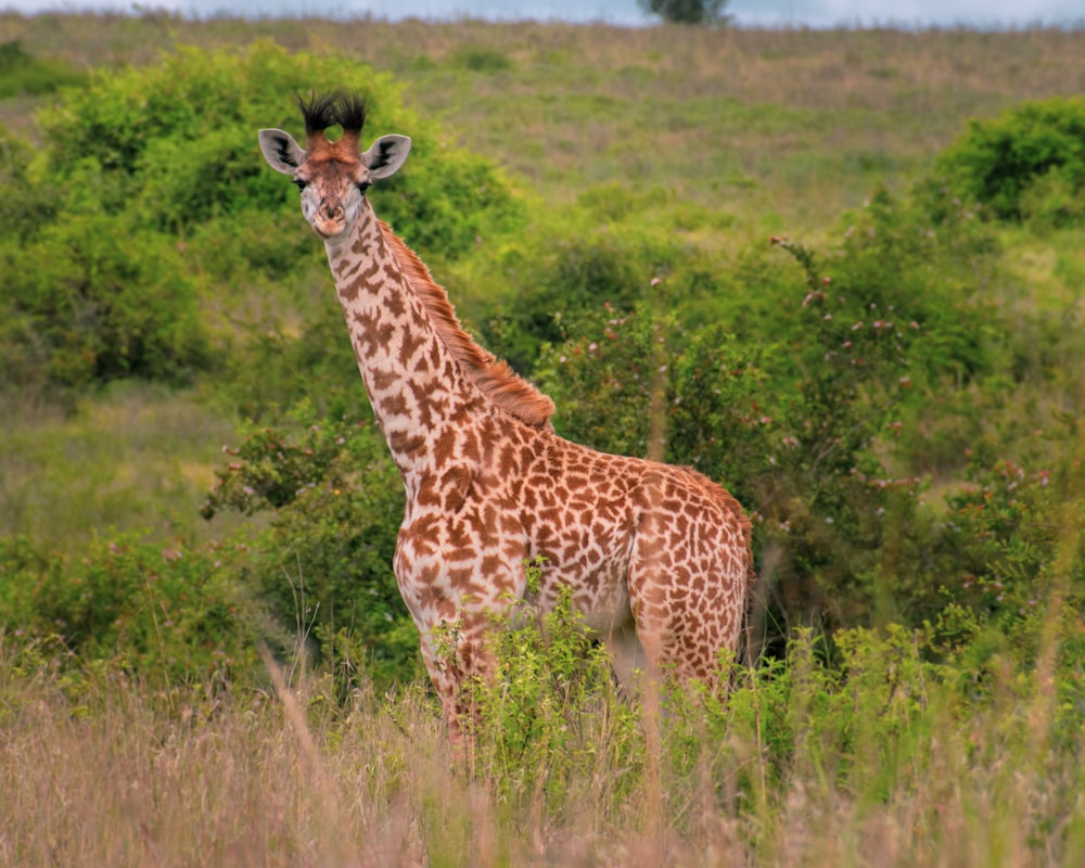 brown and white giraffe on green grass field during daytime