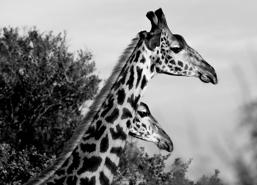 Photo en niveaux de gris de girafe pendant la journée