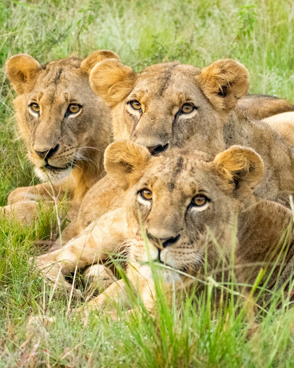 brown lioness lying on green grass during daytime