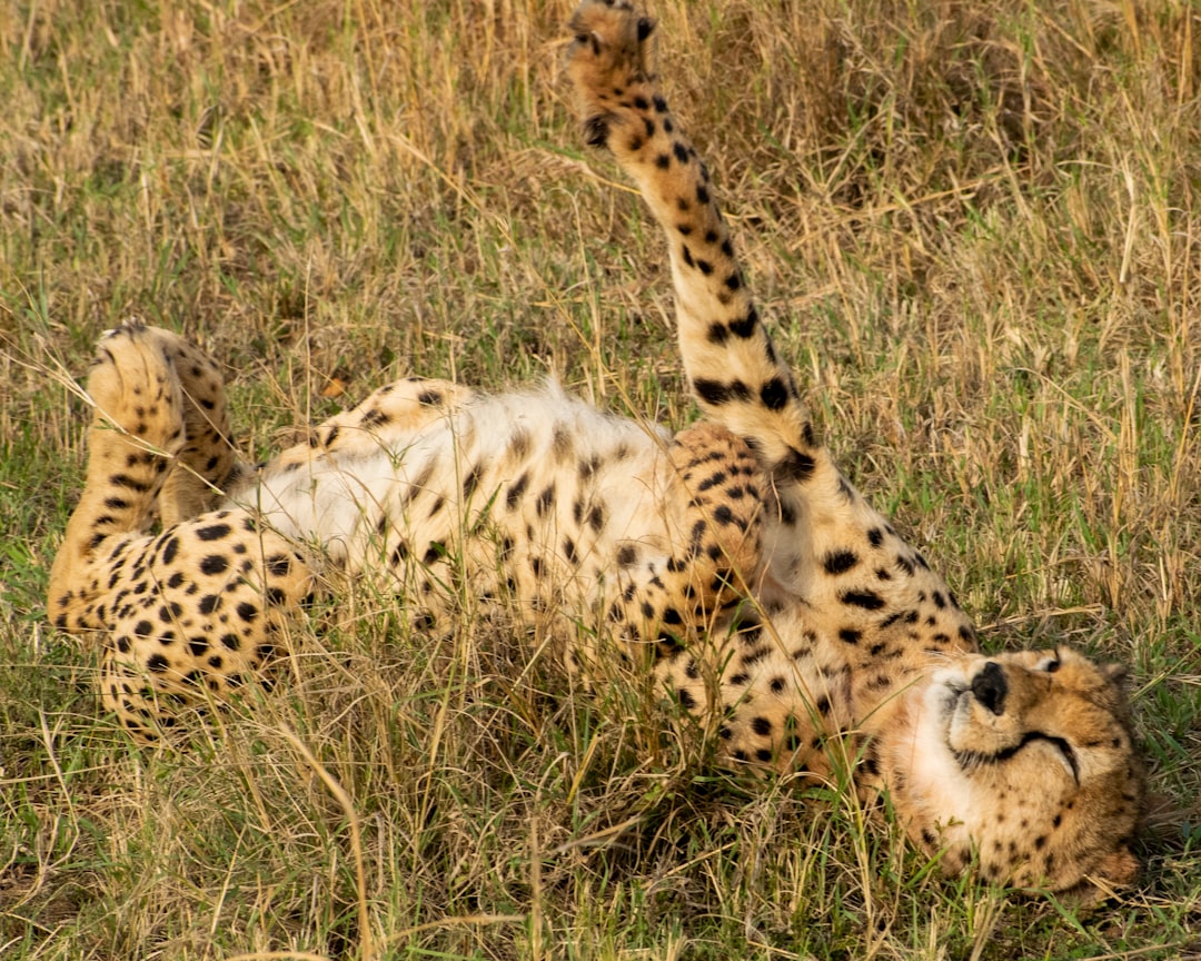 Wildlife photo spot National Park Nairobi County