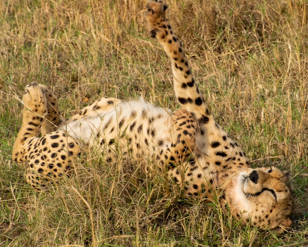 brązowy i czarny gepard na zielonej trawie w ciągu dnia
