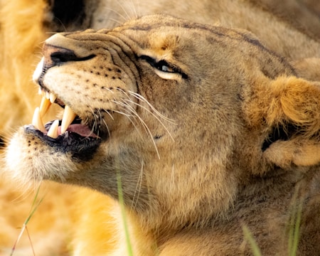 A close-up of a lion with its mouth open, showing sharp teeth and a mane of golden fur. The lion's eyes are partially closed, and its expression conveys a sense of power and intensity. The detailed texture of the fur and the contrast between the dark nose and lighter fur are prominent.