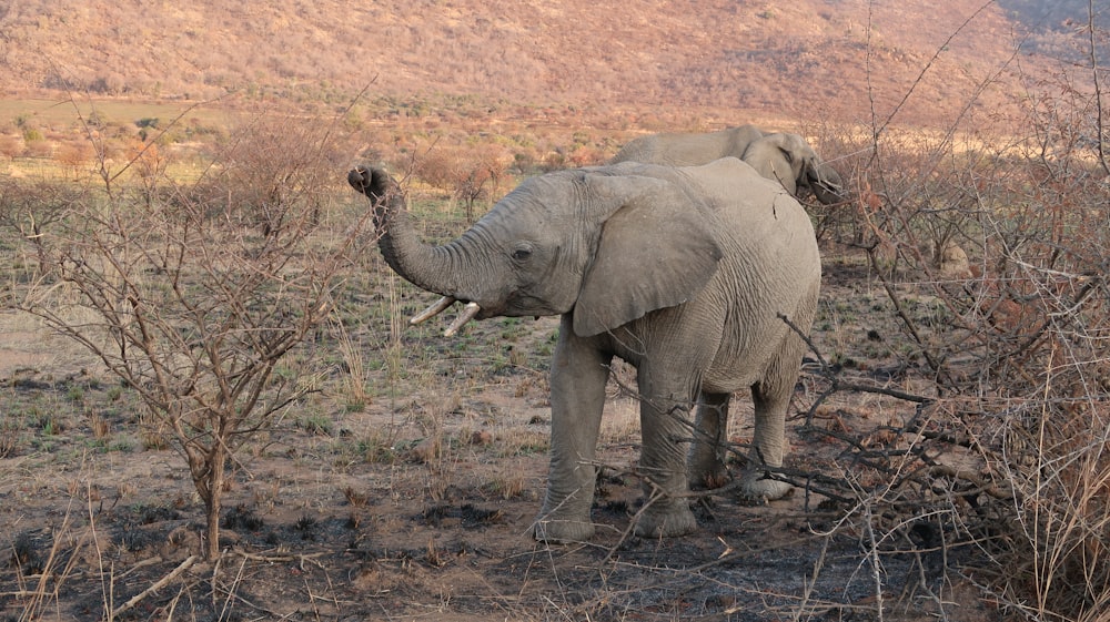 brown elephant walking on brown grass field during daytime