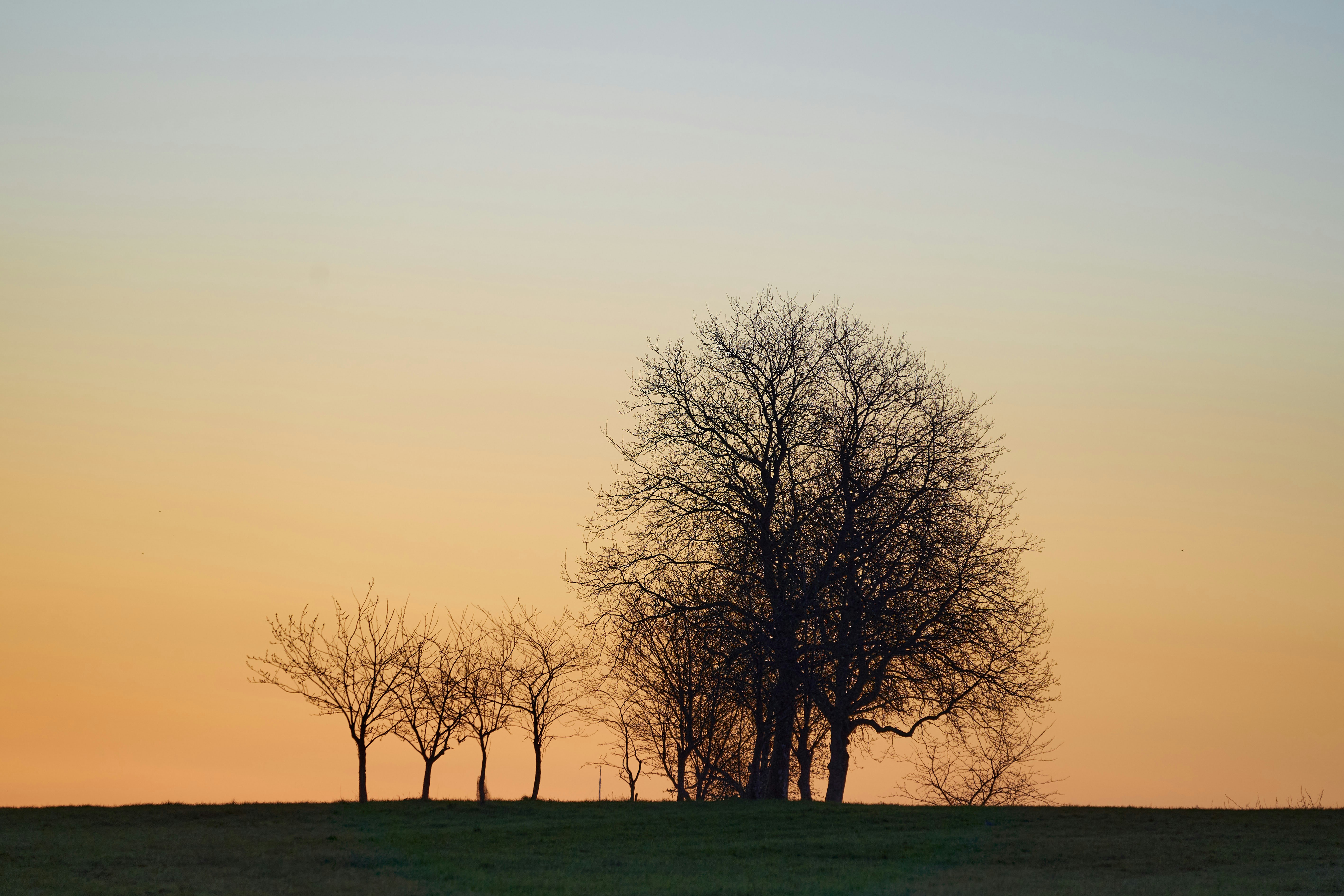 Photo by wolfgang_hasselmann