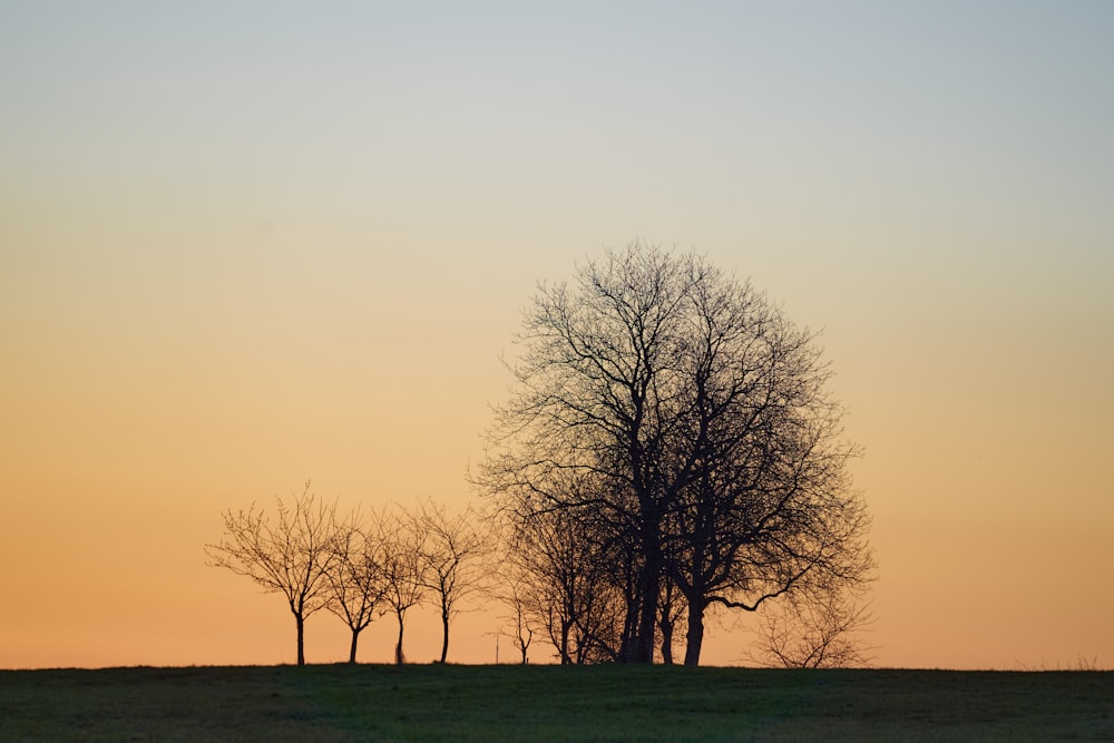 leafless tree on green grass field