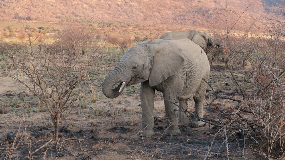 elephant walking on brown grass field during daytime