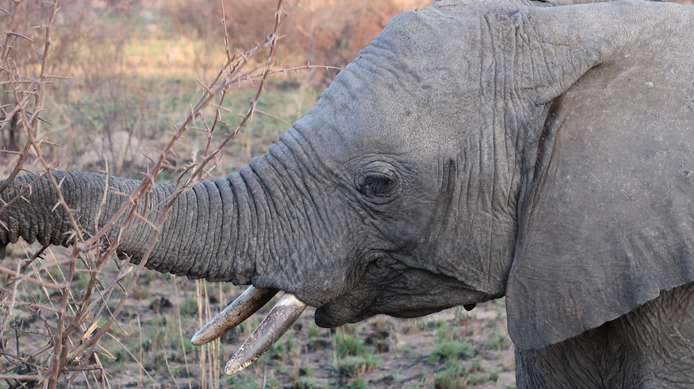 elephant eating grass during daytime