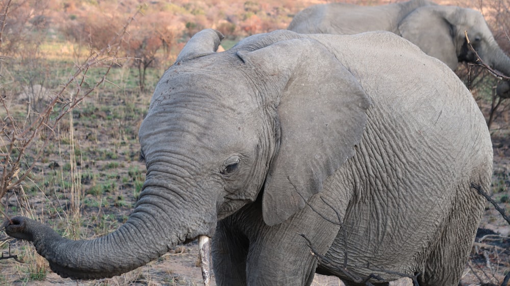 elephant walking on dirt road during daytime