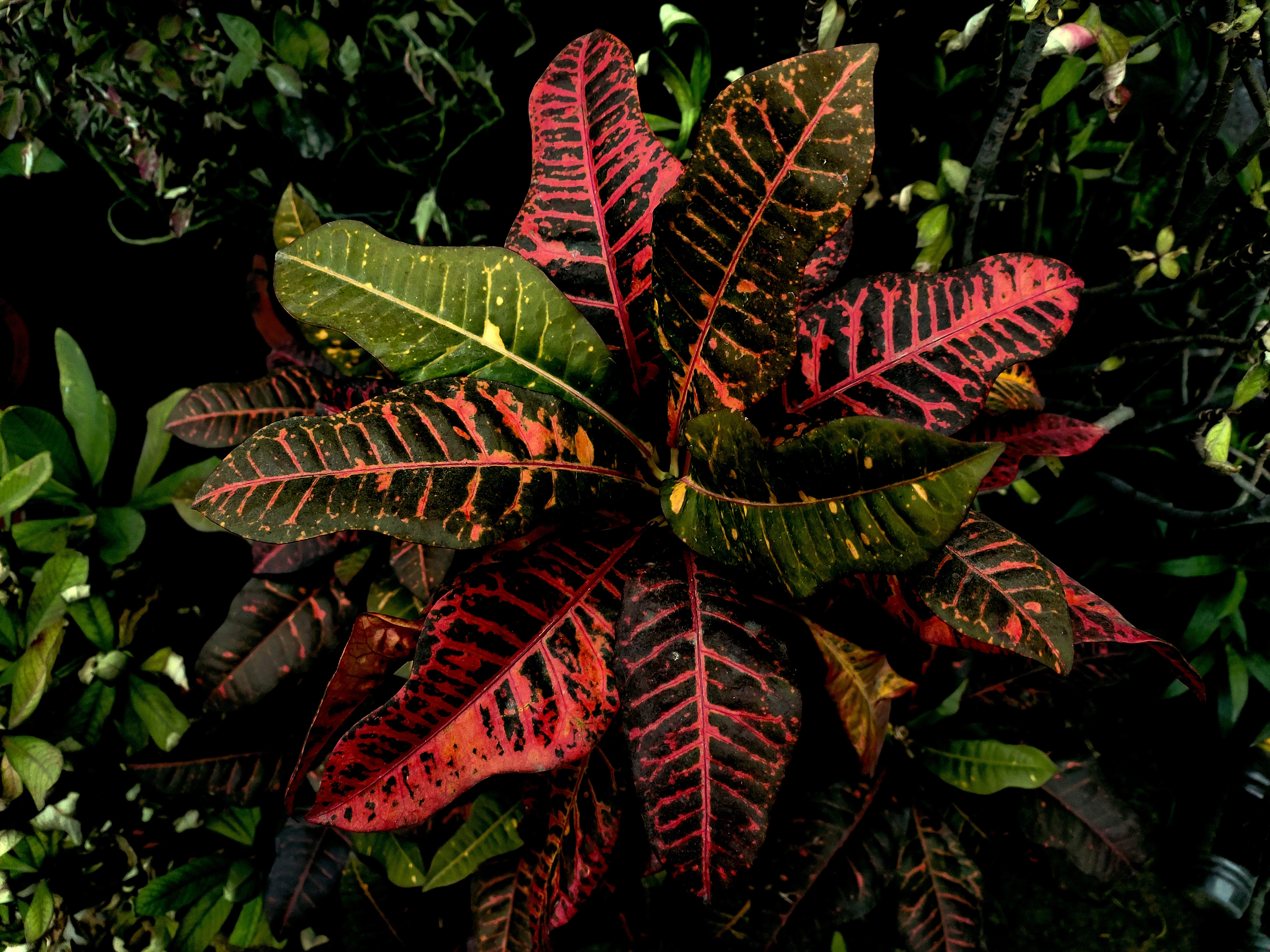 Photo by gagangulyani