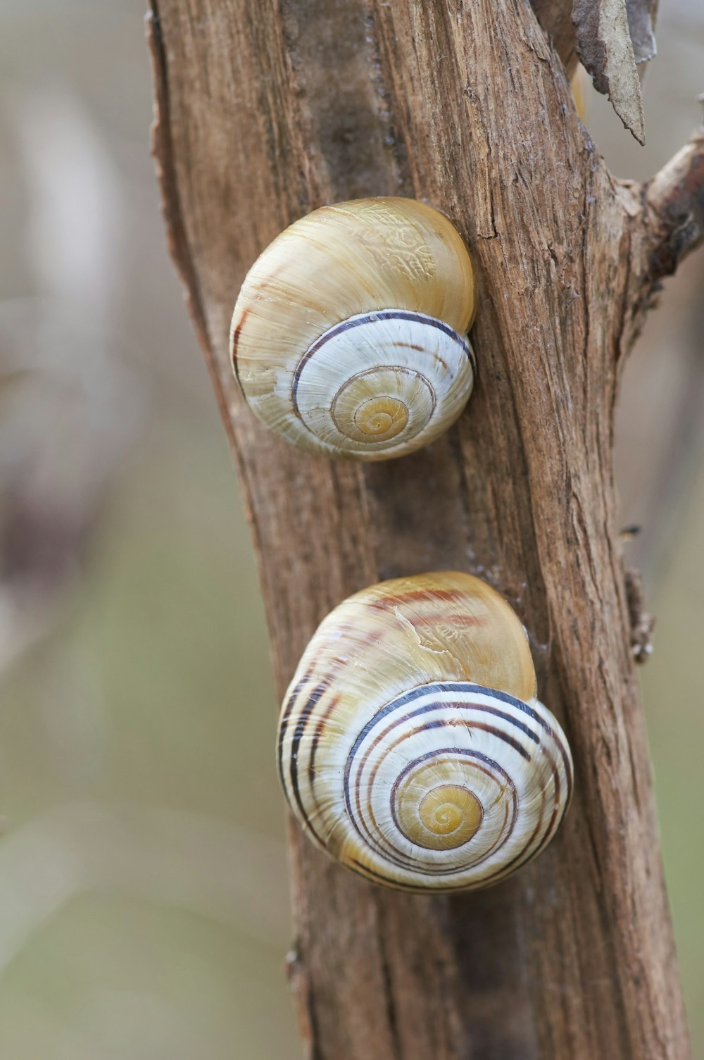 brown and white snail on brown wooden tree