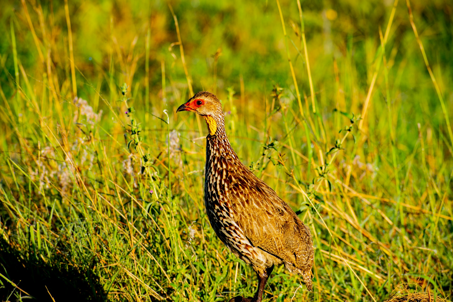 brown and black bird on green grass during daytime