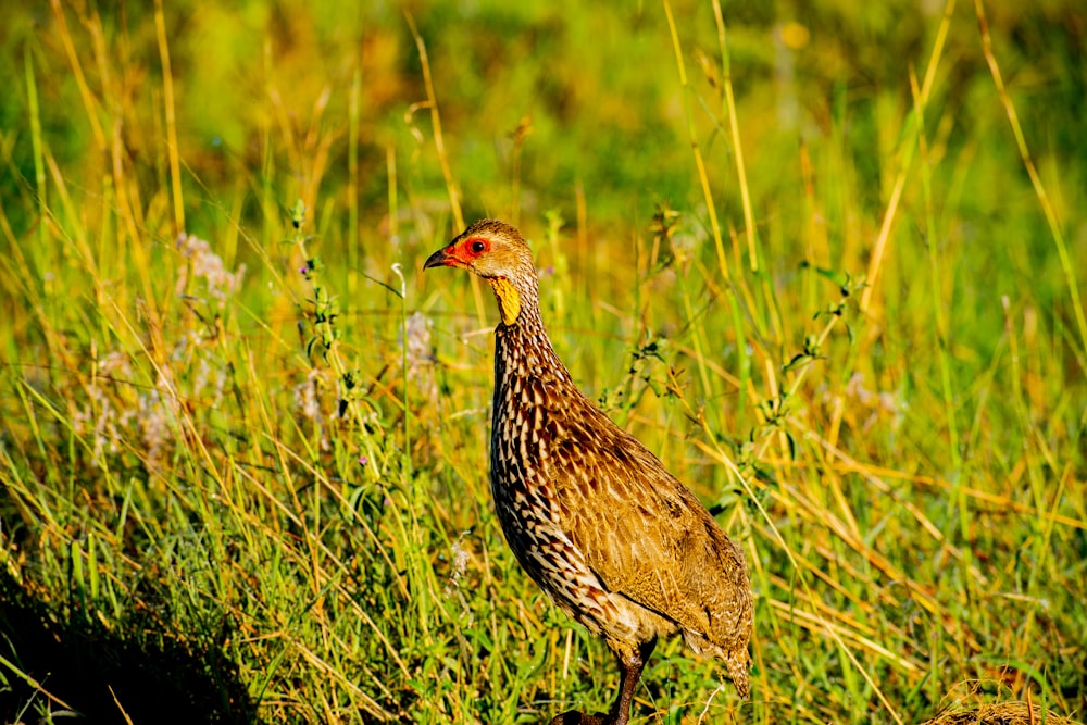 brown and black bird on green grass during daytime