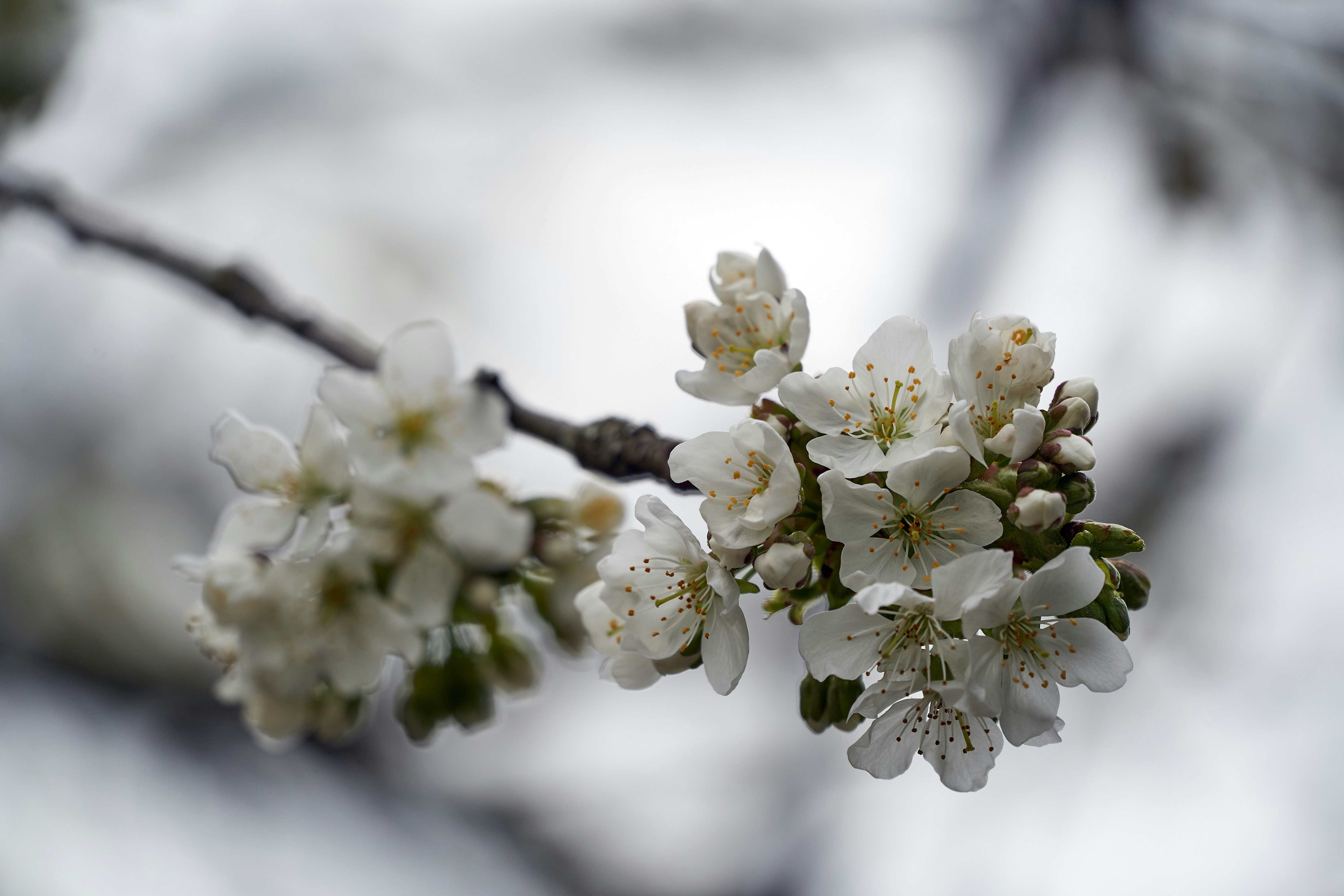 Photo by wolfgang_hasselmann