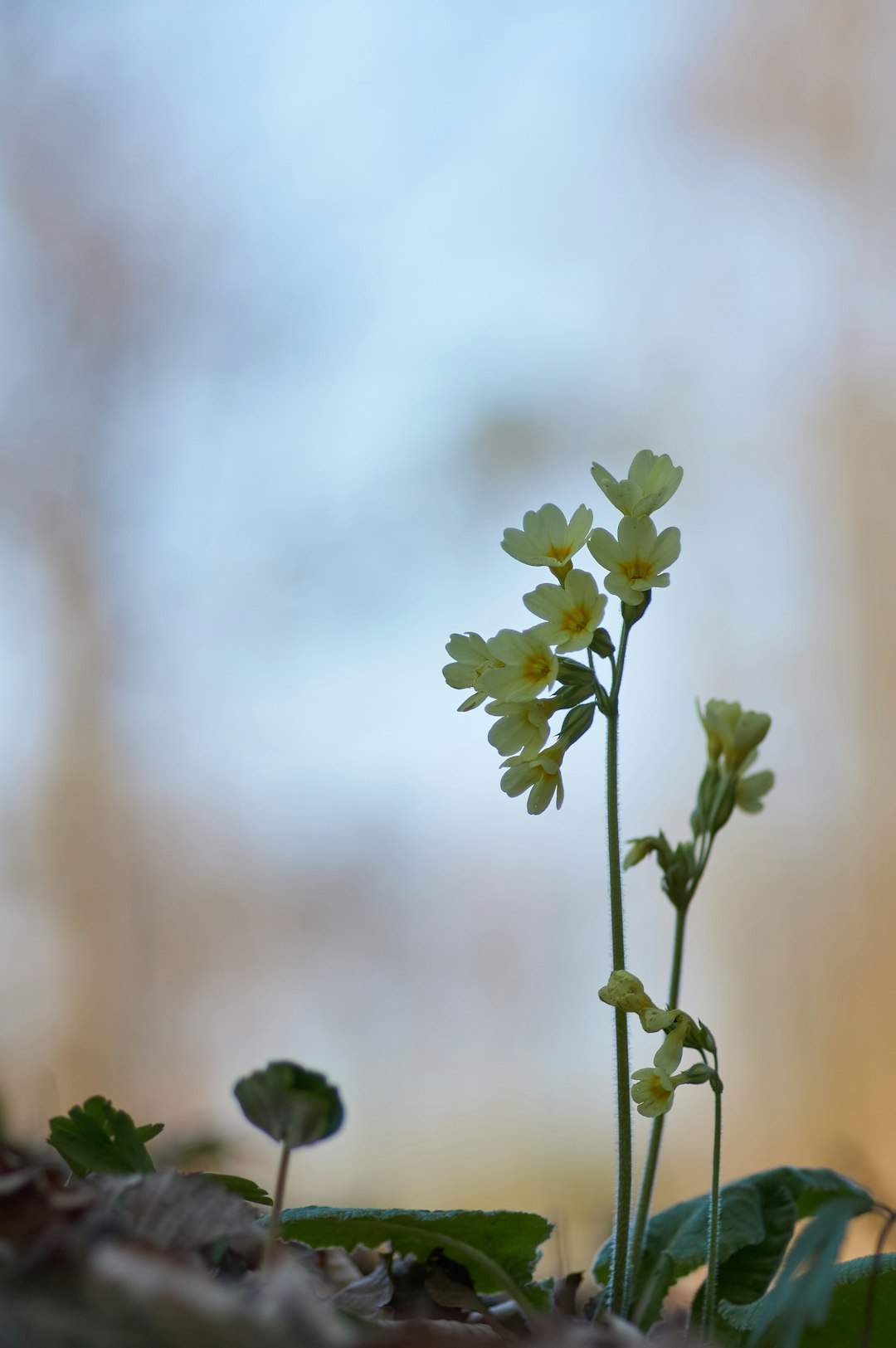 yellow flower in tilt shift lens