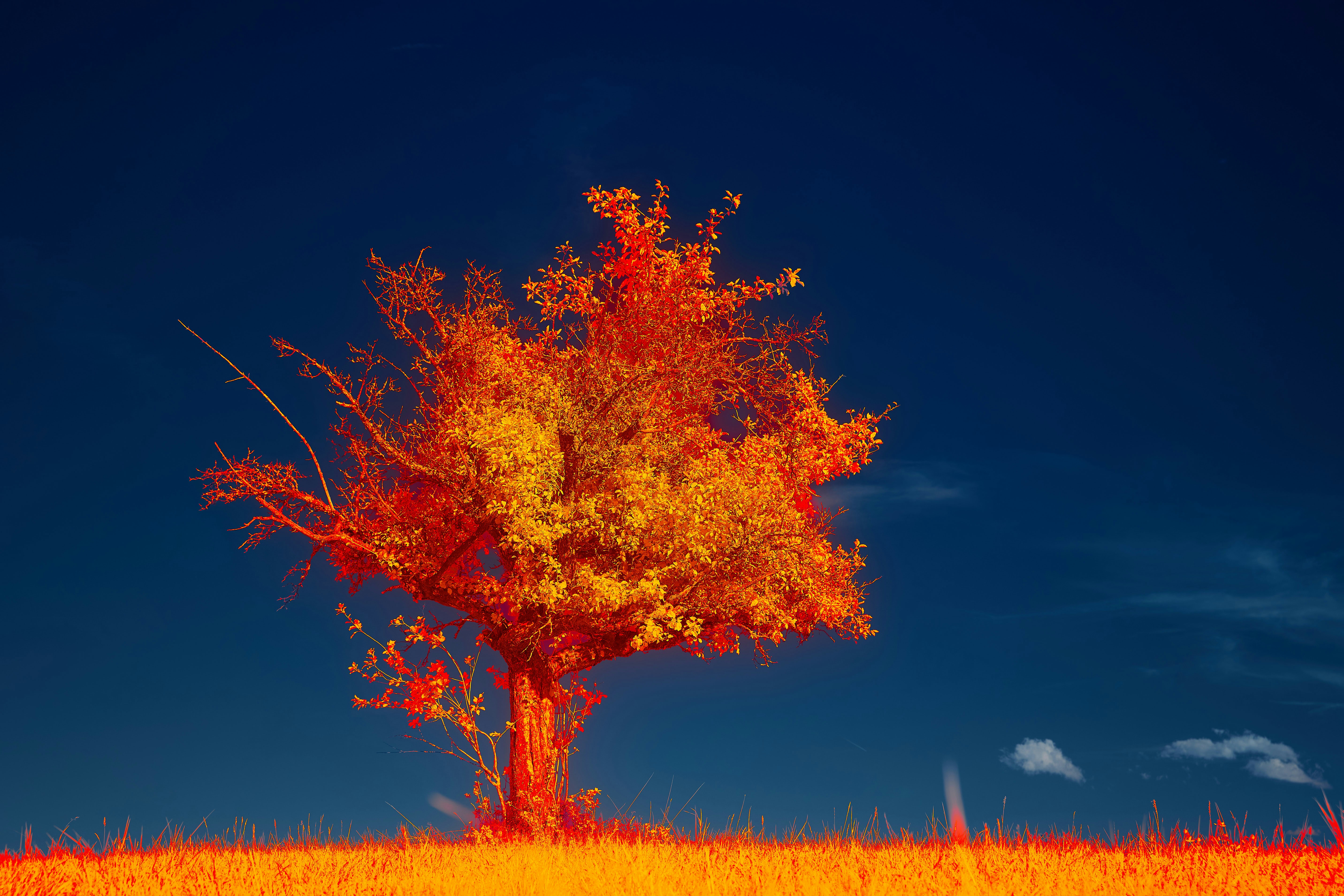 Photo by wolfgang_hasselmann