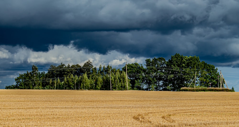 Grüne Bäume auf braunem Feld unter grauen Wolken