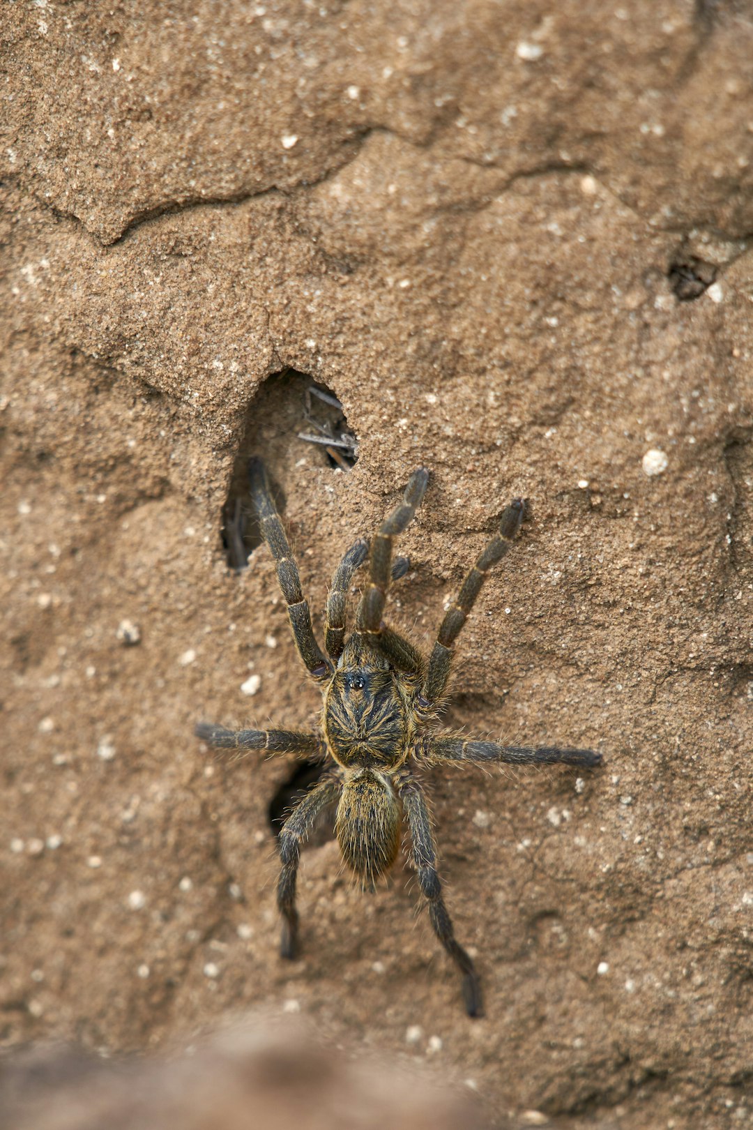 black spider on brown sand