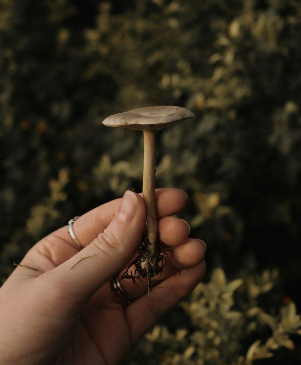 person holding brown mushroom during daytime