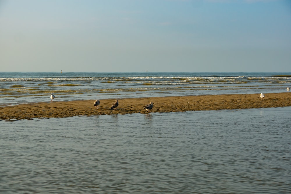 people on beach during daytime