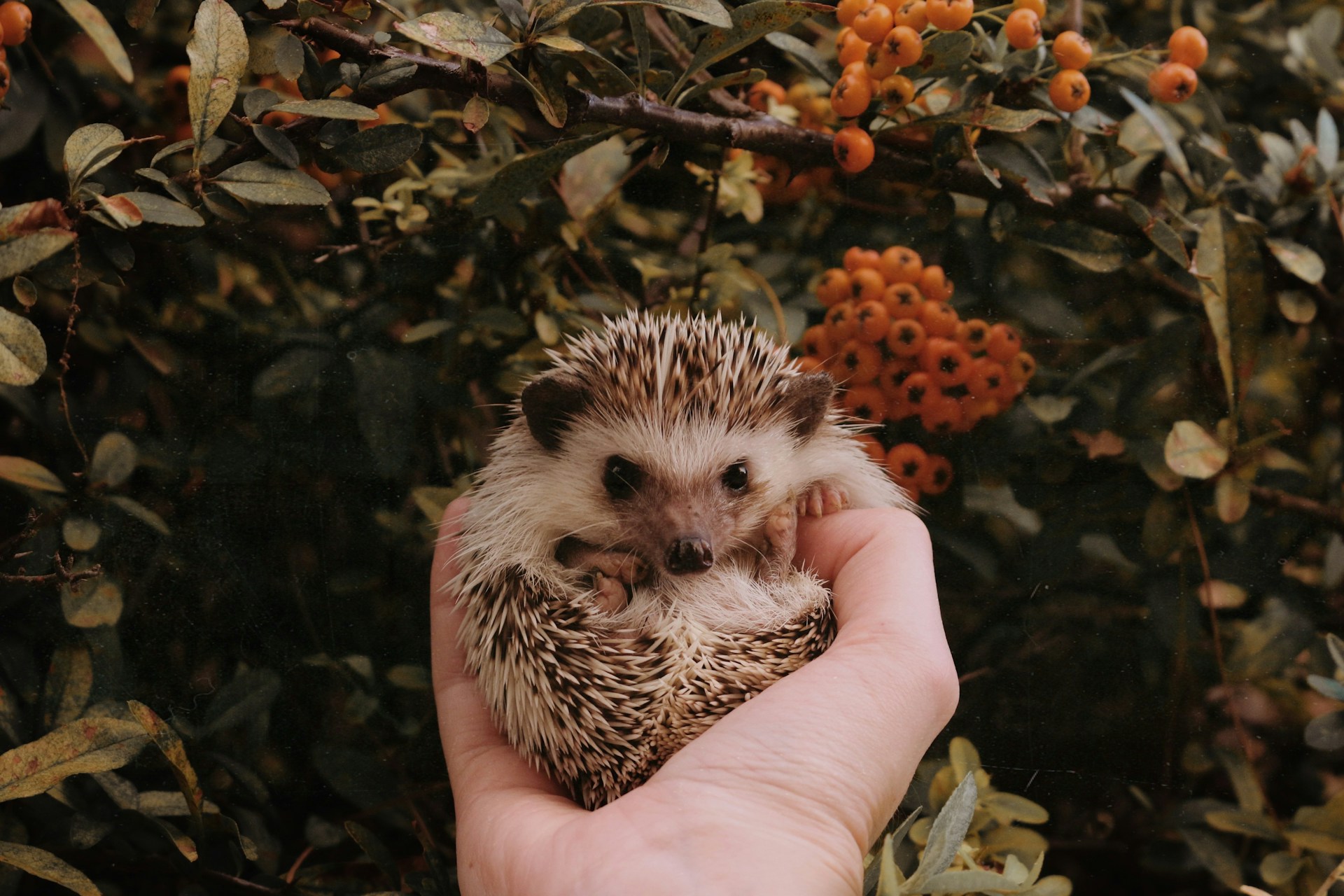 person holding leopard animal on brown leaves