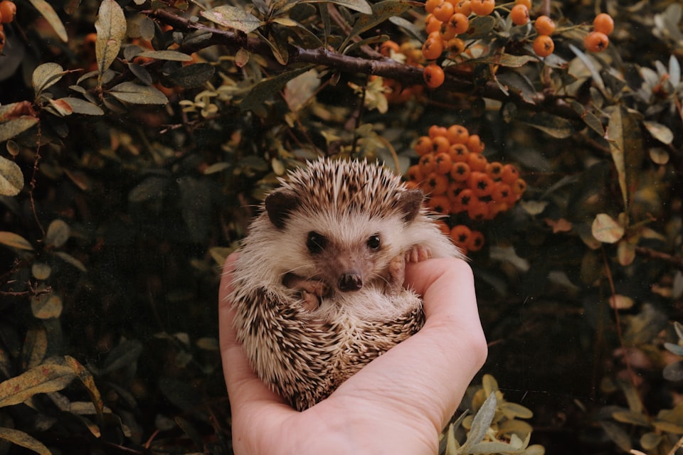 A cute hedgehog held up by a human hand against fall foliage and berries