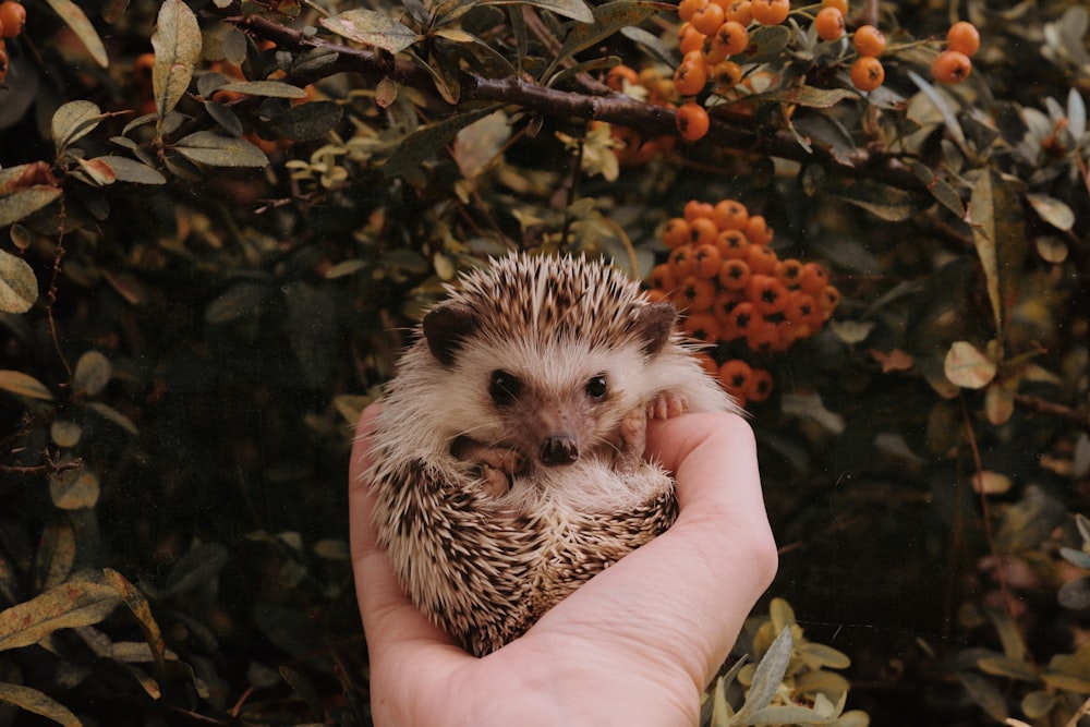 personne tenant un animal léopard sur des feuilles brunes