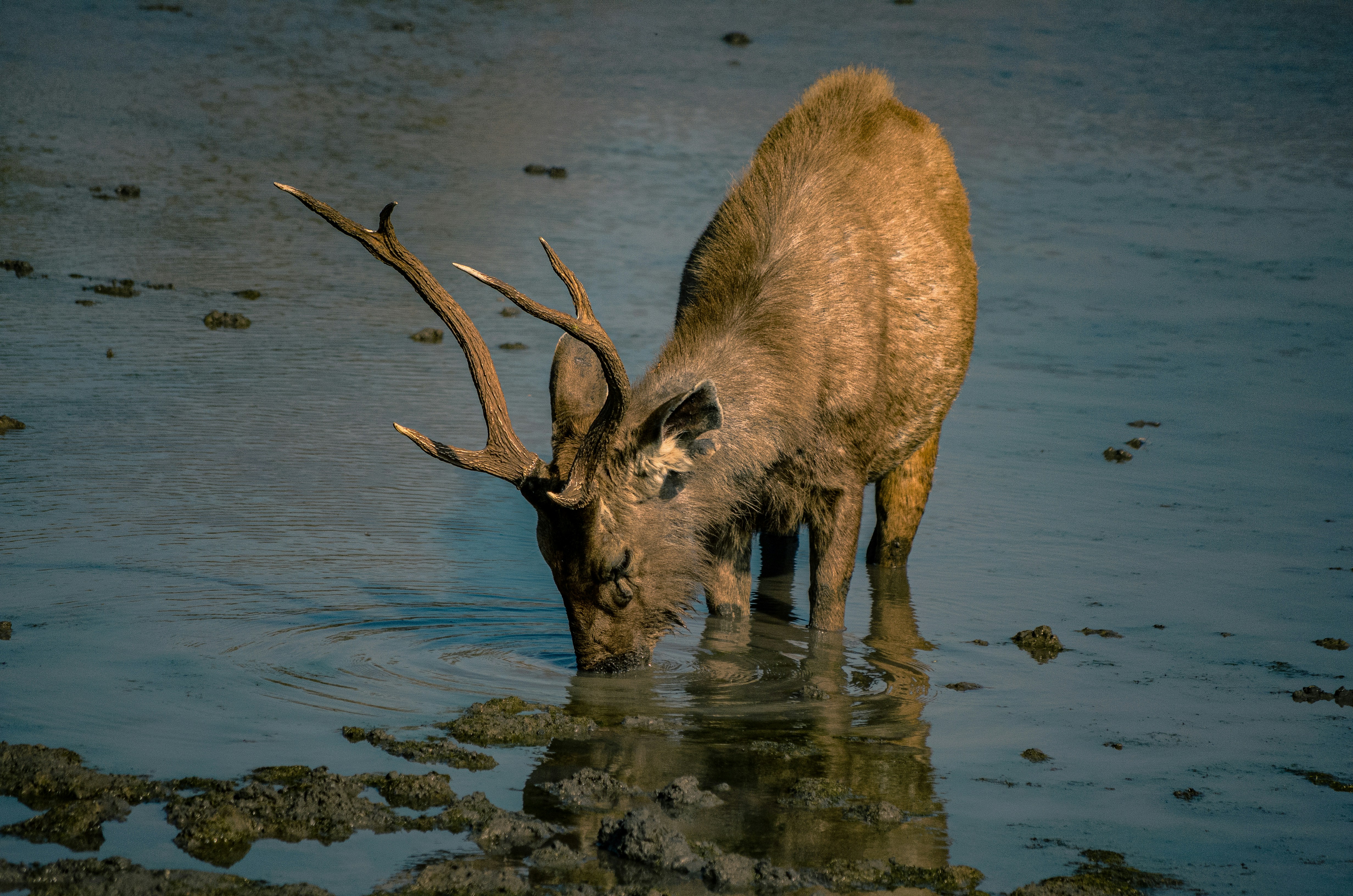 brown deer on water during daytime