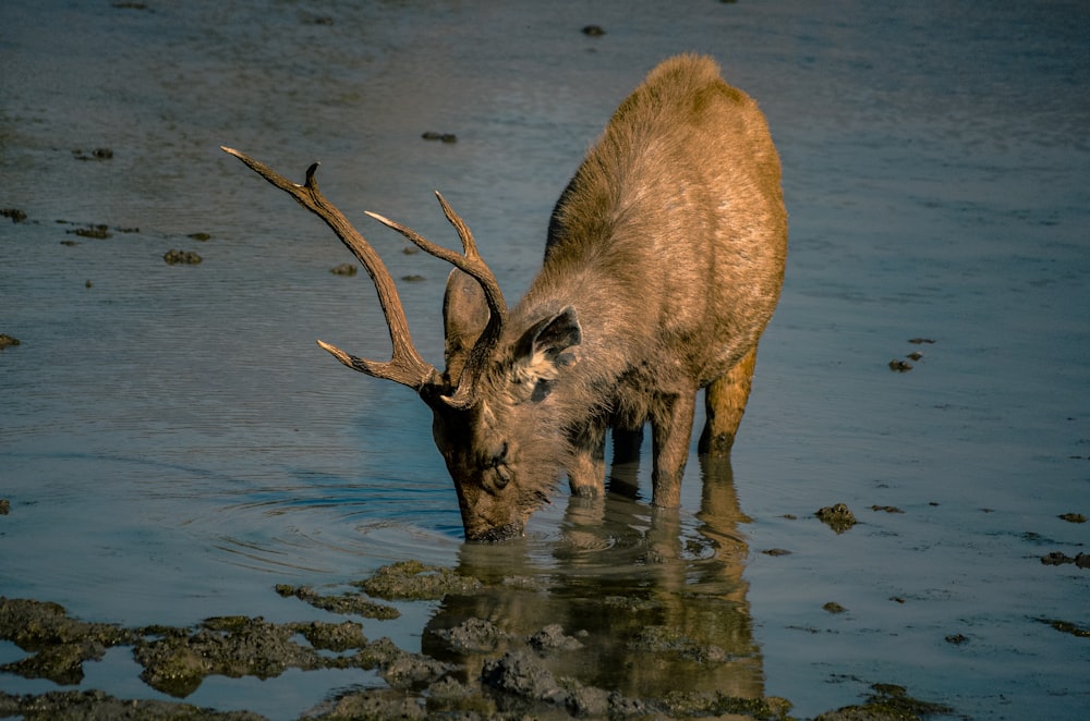 brown deer on water during daytime