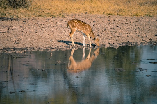 brown deer on water during daytime in Ranthambhore Fort India