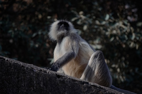 gray monkey on gray concrete wall during daytime in Ranthambhore Fort India