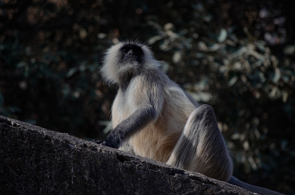 gray monkey on gray concrete wall during daytime
