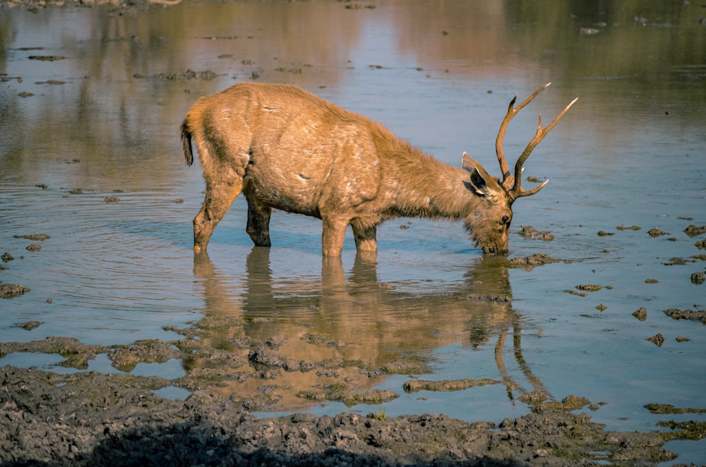 brown deer on body of water during daytime