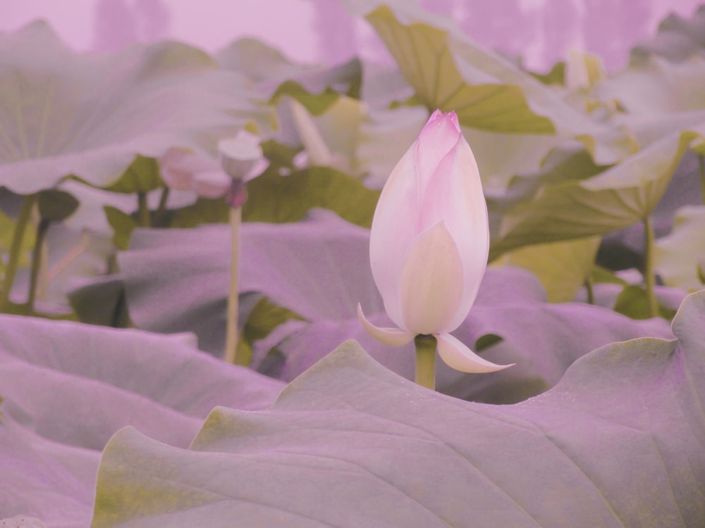 pink and white flower in close up photography