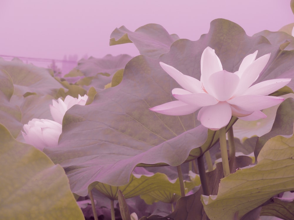 pink flower with green leaves