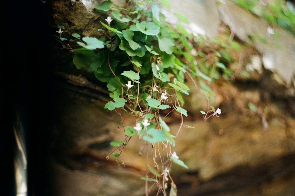 green plant on brown tree branch