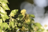 Close-up of native flowers attracting pollinators.