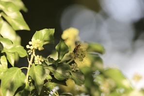 Close-up of native flowers attracting pollinators.