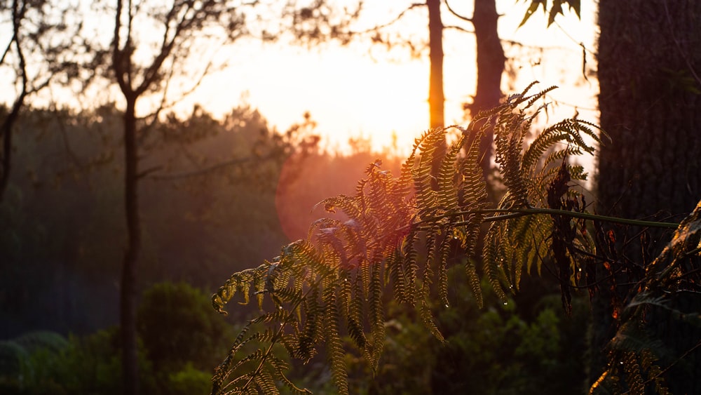 green plant on forest during daytime