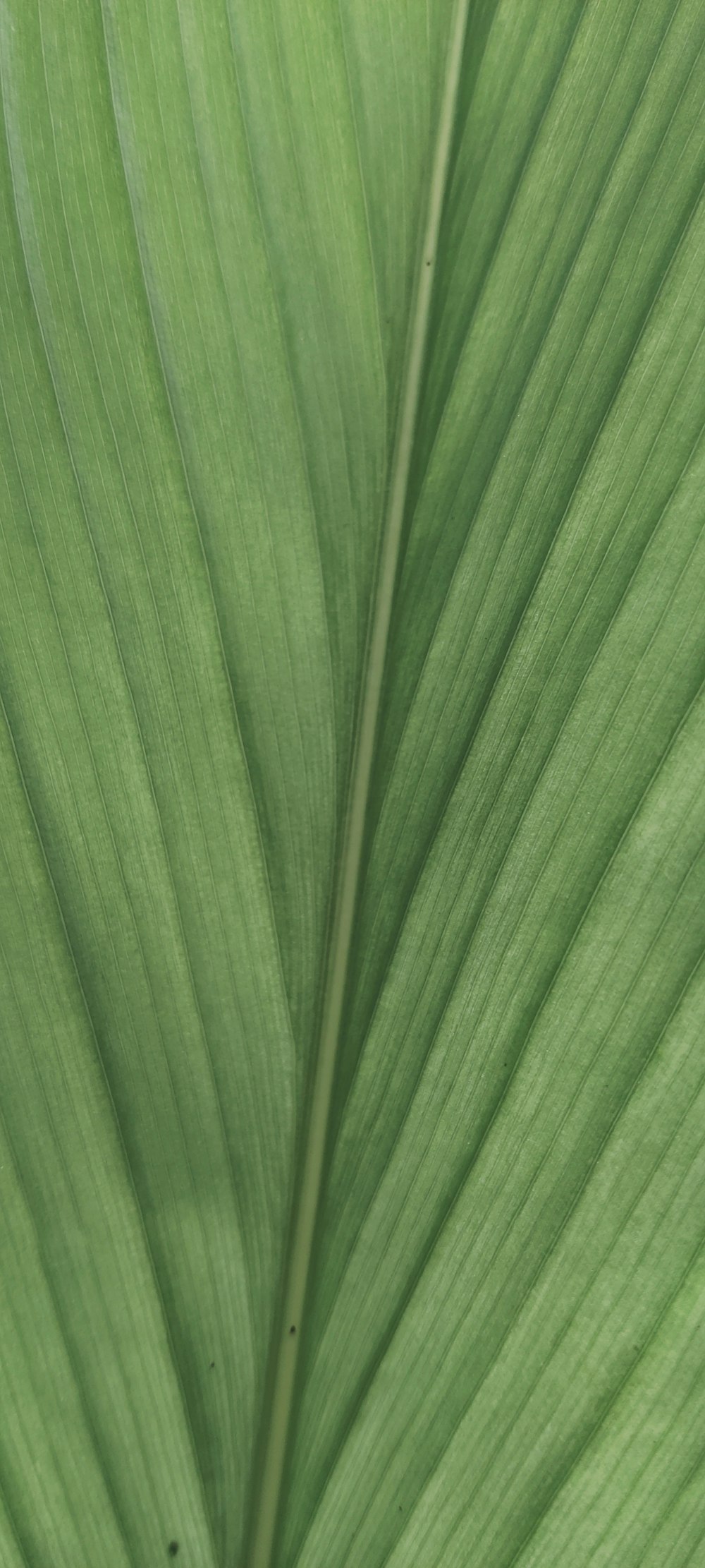 green leaf in close up photography