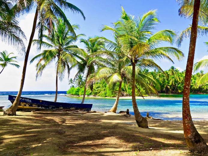 palm tree near body of water during daytime