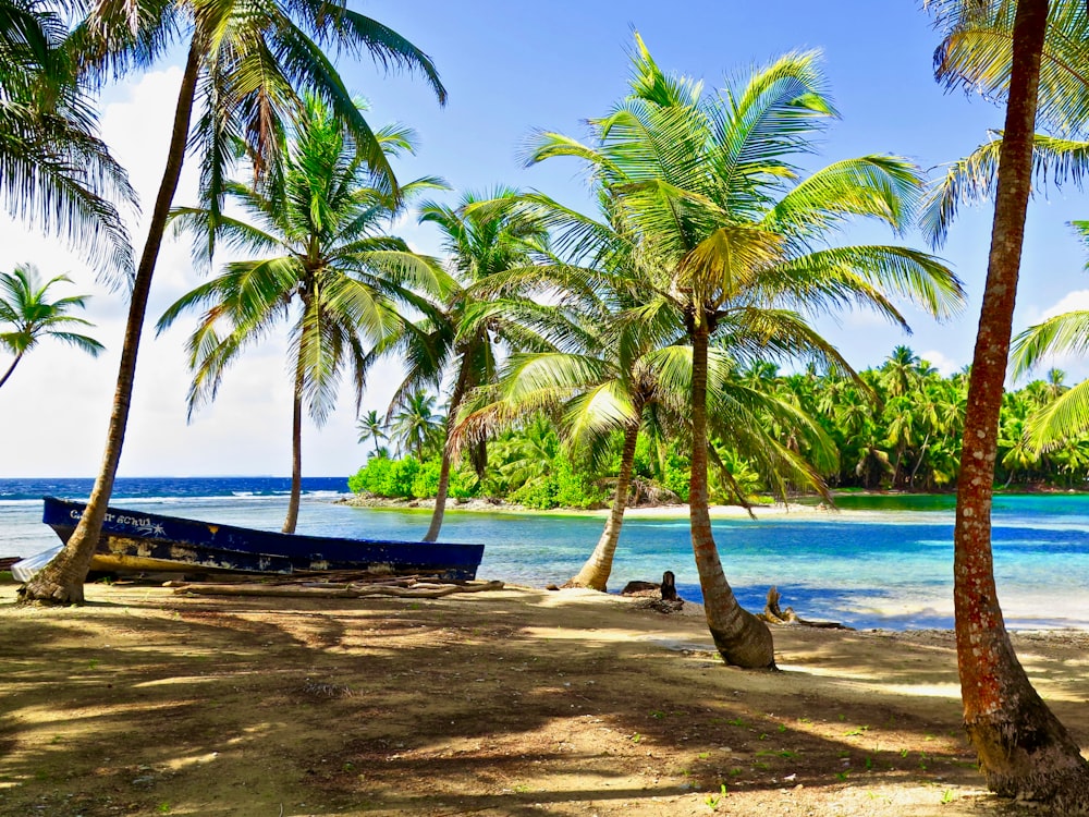 Palmera cerca del cuerpo de agua durante el día