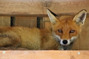 A heartwarming moment of a fox resting in a rehabilitation center.