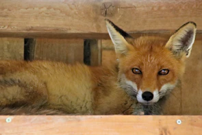 A rehabilitated red fox stretching its legs in a spacious outdoor enclosure.