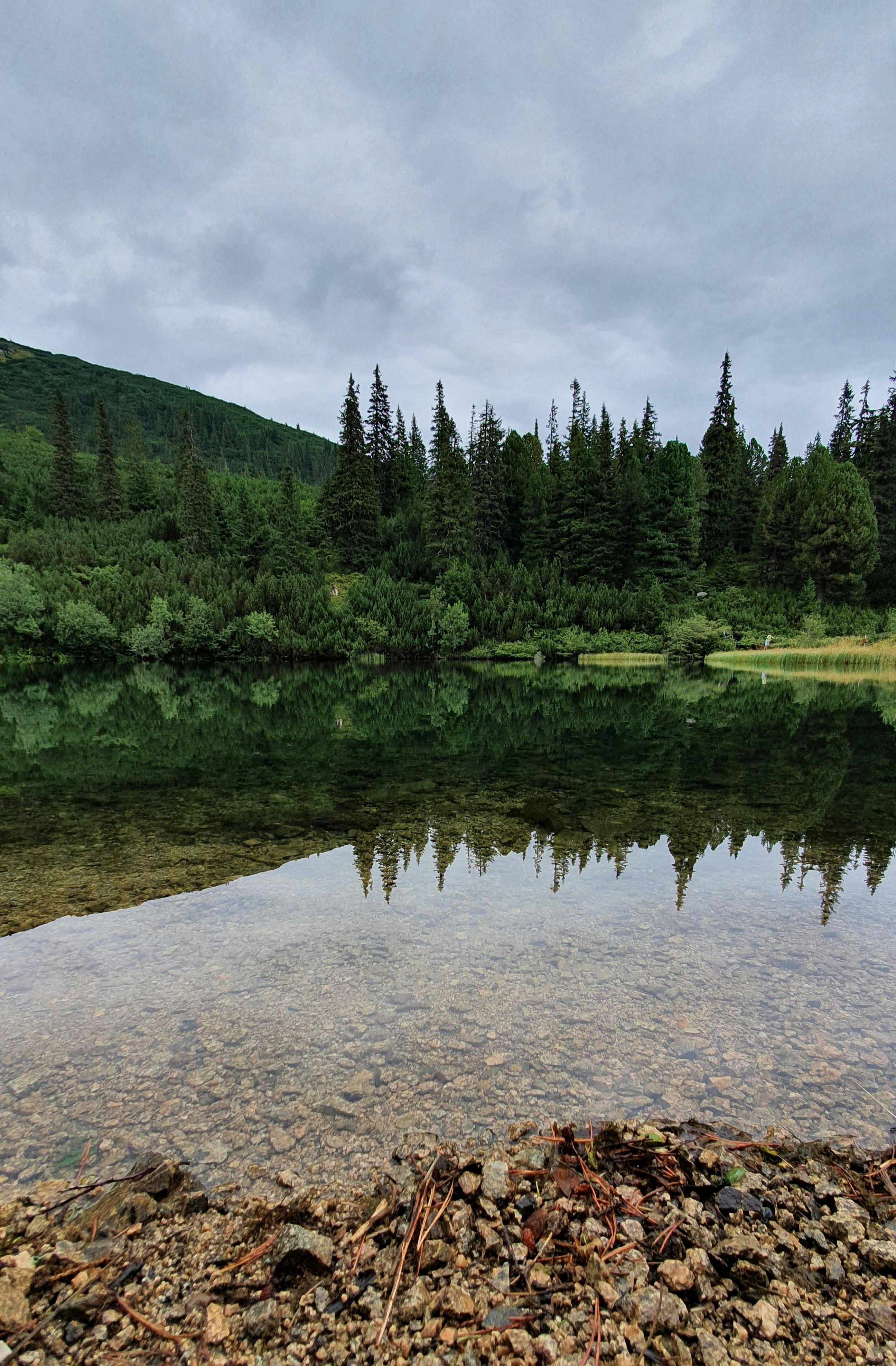 green pine trees beside river during daytime