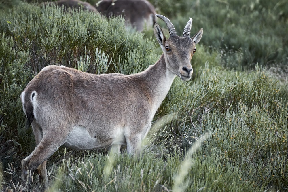 brown and white deer on green grass during daytime