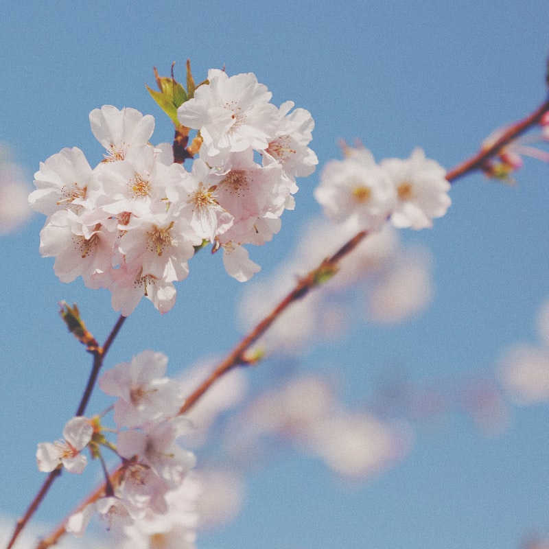 Cover Image for Webflow Hanami Meetup