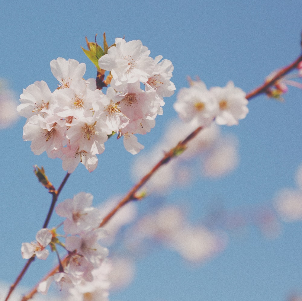 white cherry blossom in bloom during daytime