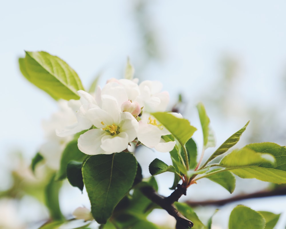 white flower with green leaves