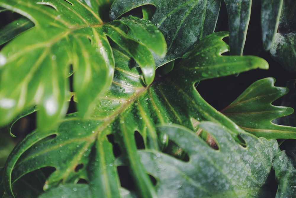 green leaves with water droplets