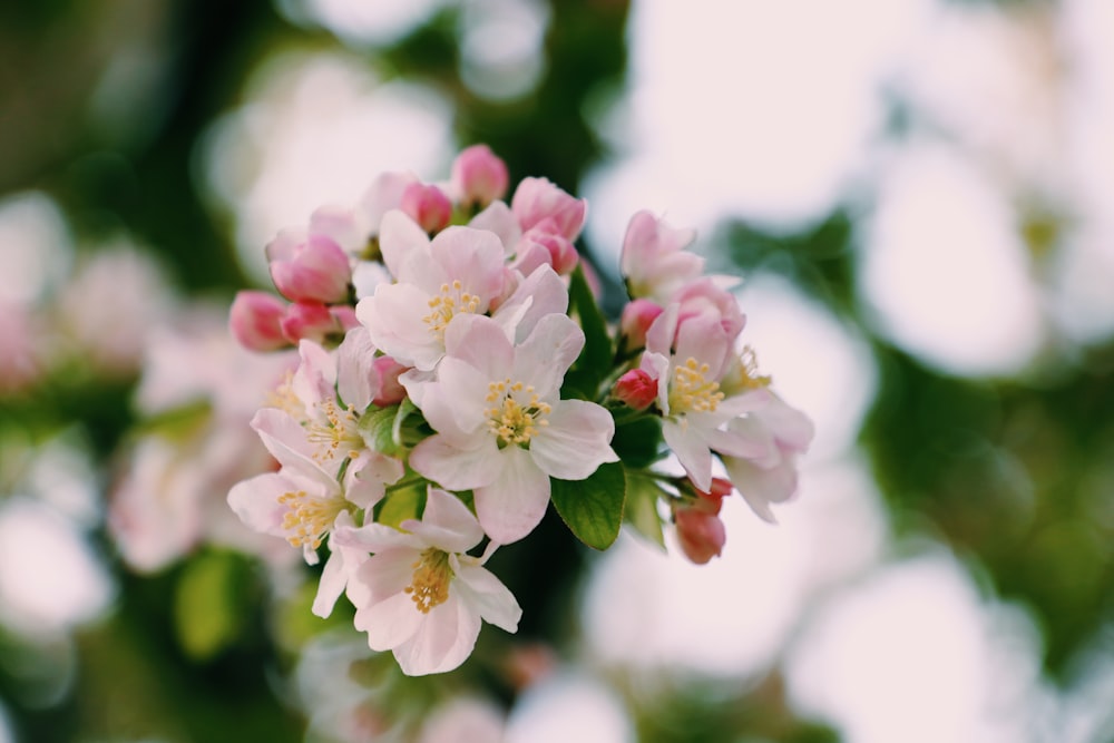 white and pink cherry blossom in close up photography